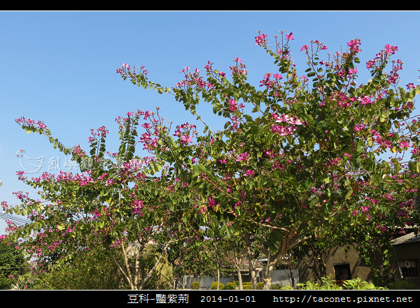 豆科-豔紫荊_16.jpg