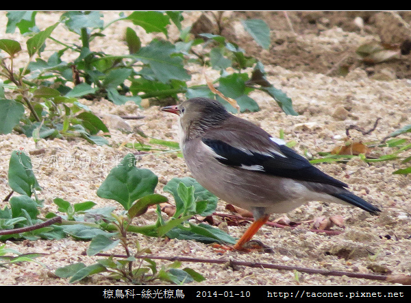 椋鳥科-絲光椋鳥_08.jpg