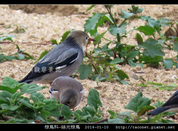椋鳥科-絲光椋鳥_09.jpg