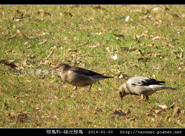 椋鳥科-絲光椋鳥_05.jpg