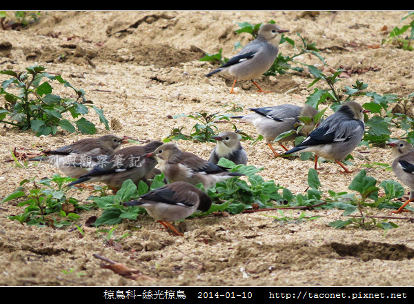 椋鳥科-絲光椋鳥_03.jpg