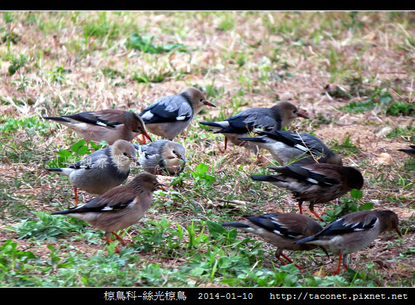 椋鳥科-絲光椋鳥_02.jpg