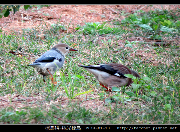 椋鳥科-絲光椋鳥_01.jpg