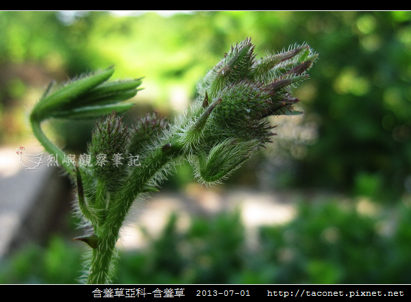 豆科-含羞草_14.jpg