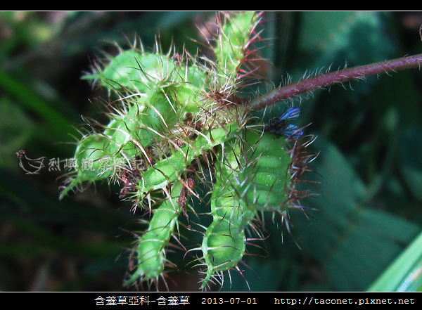 豆科-含羞草_13.jpg