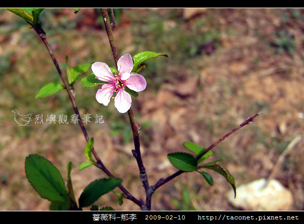薔薇科-郁李_09.jpg