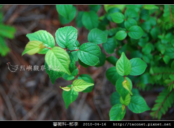 薔薇科-郁李_02.jpg