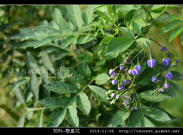 茄科-懸星花_04.jpg