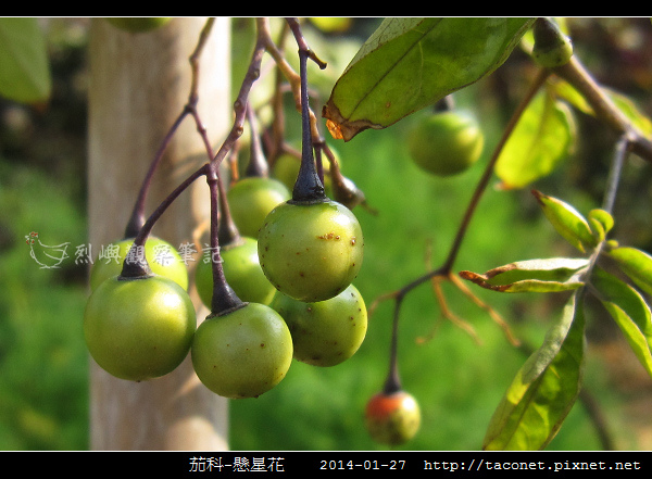 茄科-懸星花_11.jpg
