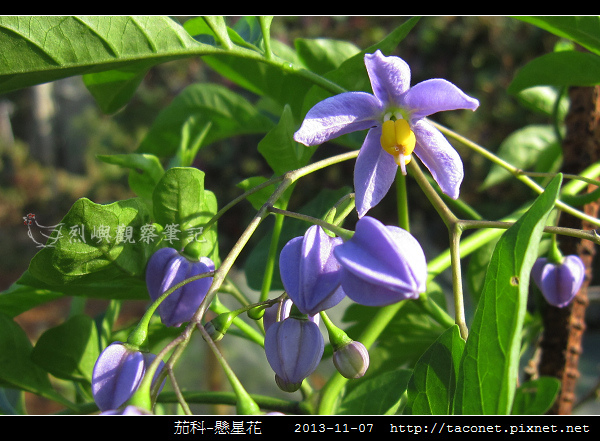 茄科-懸星花_09.jpg