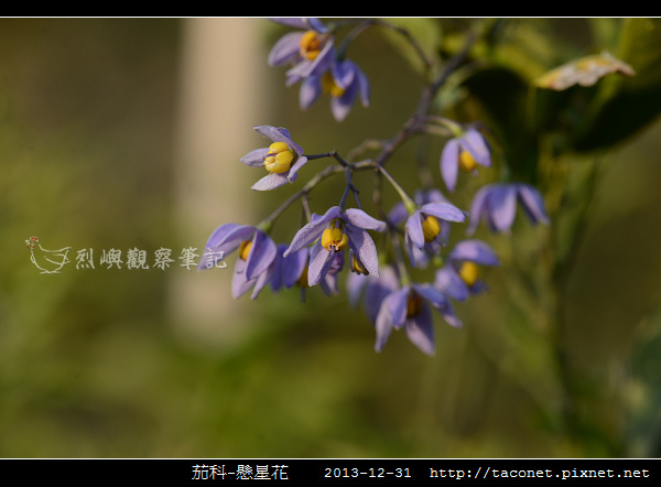 茄科-懸星花_06.jpg