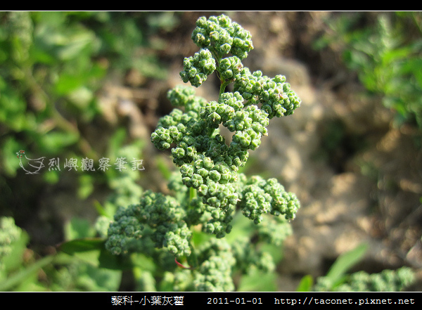 藜科-小葉灰藋_15.jpg