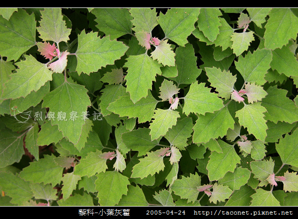 藜科-小葉灰藋_05.jpg