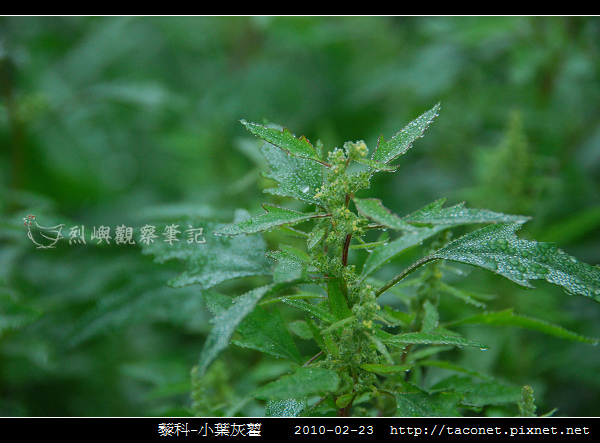 藜科-小葉灰藋_01.jpg