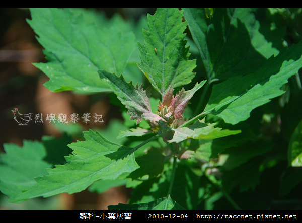 藜科-小葉灰藋_02.jpg