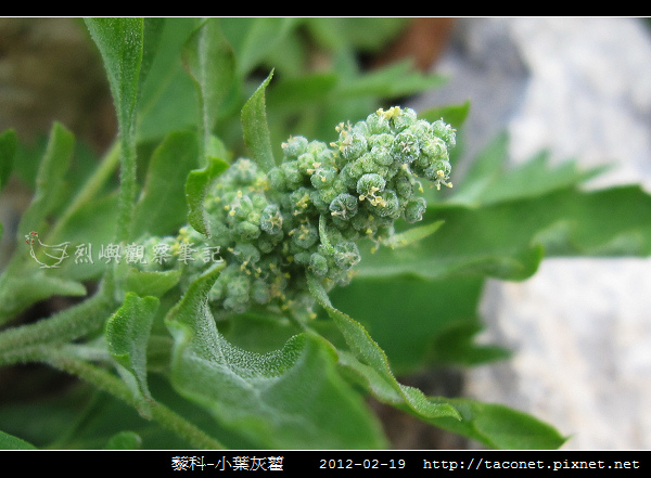 藜科-小葉灰藋_12.jpg