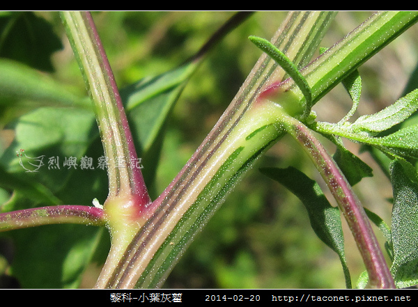 藜科-小葉灰藋_11.jpg