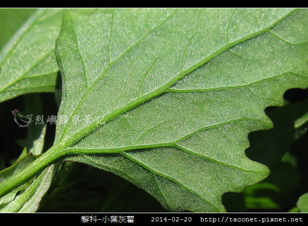 藜科-小葉灰藋_10.jpg