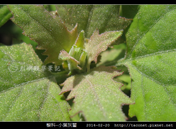 藜科-小葉灰藋_09.jpg