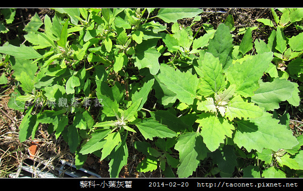 藜科-小葉灰藋_08.jpg