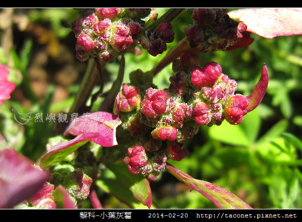 藜科-小葉灰藋_07.jpg