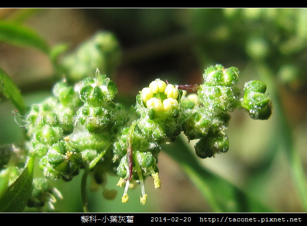 藜科-小葉灰藋_06.jpg