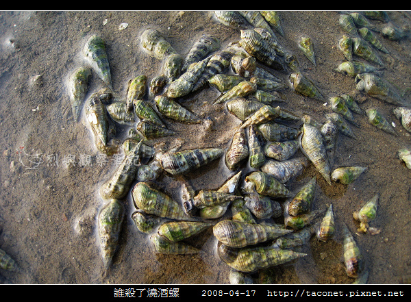 誰殺了燒酒螺 _11.jpg