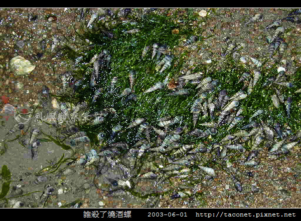 誰殺了燒酒螺 _10.jpg