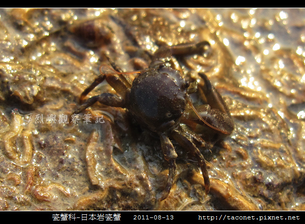 瓷蟹科-日本岩瓷蟹_05.jpg