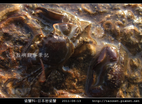 瓷蟹科-日本岩瓷蟹_04.jpg