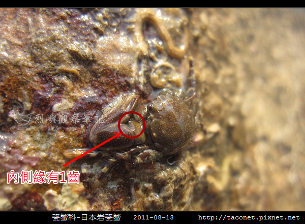 瓷蟹科-日本岩瓷蟹_03.jpg