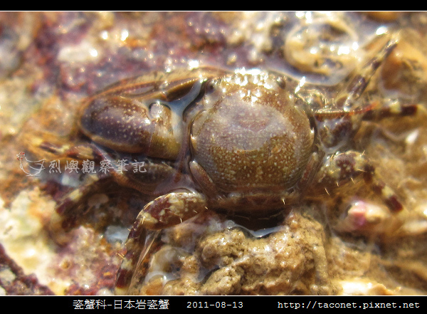 瓷蟹科-日本岩瓷蟹_02.jpg