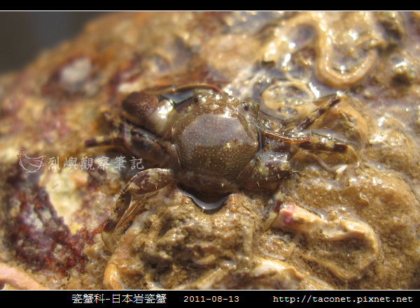 瓷蟹科-日本岩瓷蟹_01.jpg
