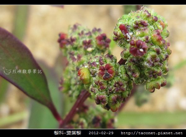 藜科-變葉藜_05.jpg