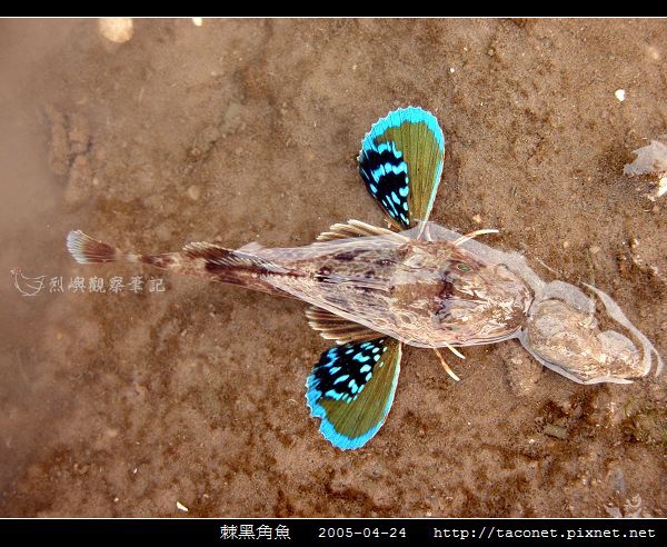 棘黑角魚_03.jpg
