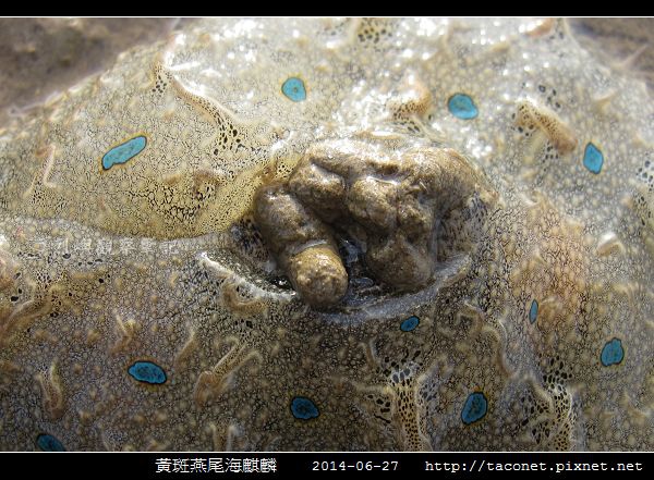 黃斑燕尾海麒麟_02.jpg