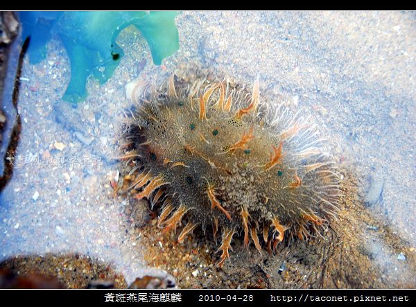 黃斑燕尾海麒麟_11.jpg