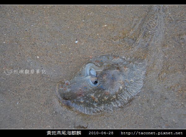 黃斑燕尾海麒麟_10.jpg