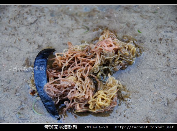 黃斑燕尾海麒麟_09.jpg