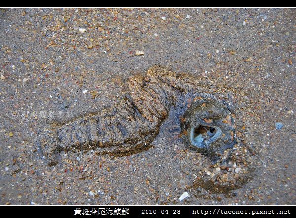 黃斑燕尾海麒麟_08.jpg