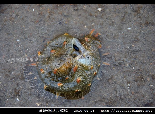 黃斑燕尾海麒麟_07.jpg