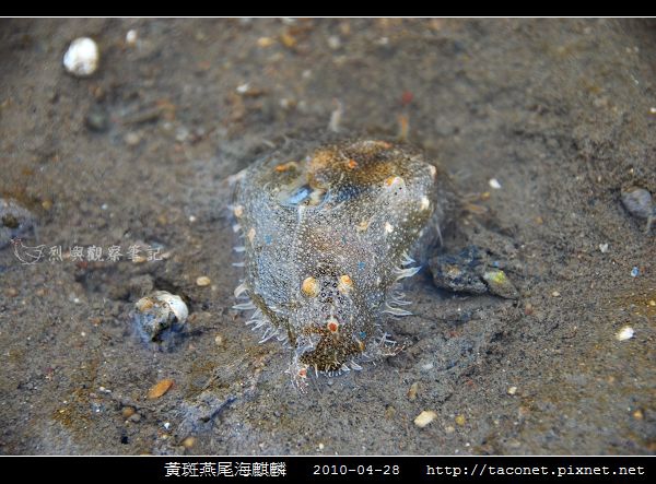 黃斑燕尾海麒麟_06.jpg