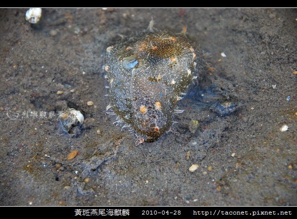 黃斑燕尾海麒麟_05.jpg