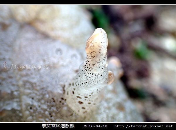 黃斑燕尾海麒麟_10.jpg