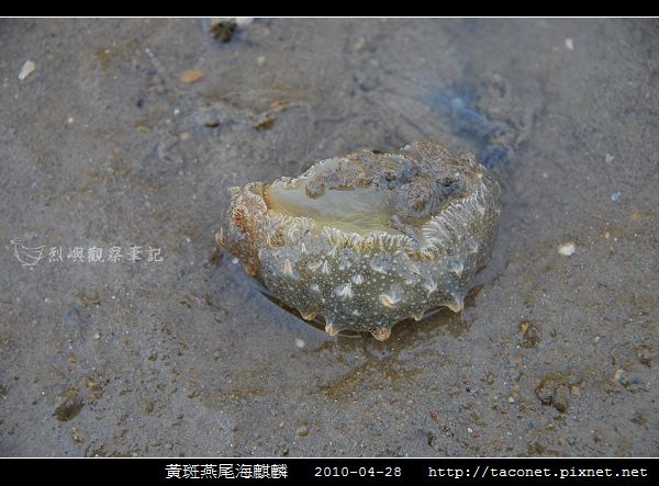 黃斑燕尾海麒麟_04.jpg