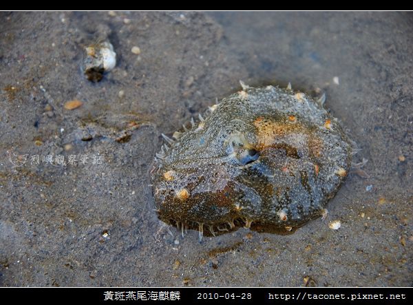 黃斑燕尾海麒麟_03.jpg