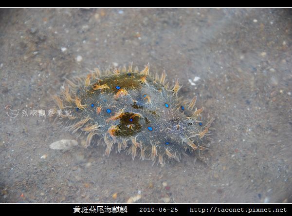 黃斑燕尾海麒麟_02.jpg