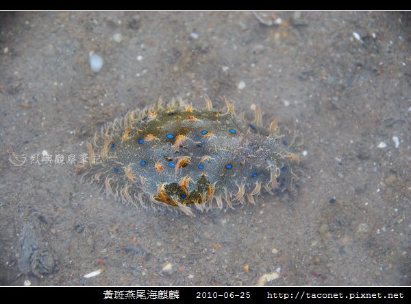 黃斑燕尾海麒麟_01.jpg