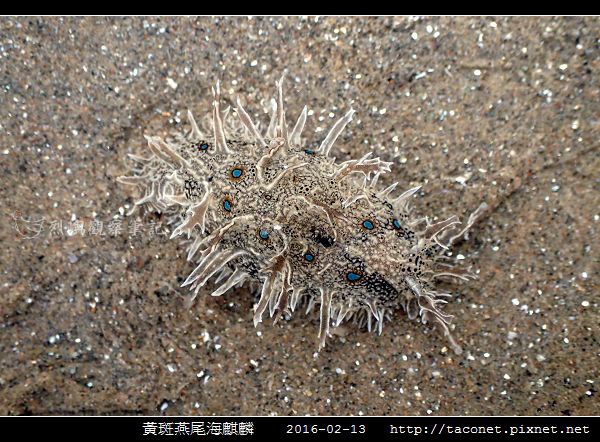 黃斑燕尾海麒麟_09.jpg