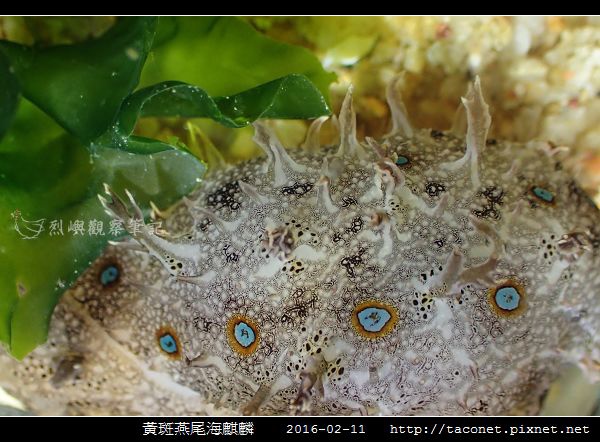 黃斑燕尾海麒麟_05.jpg